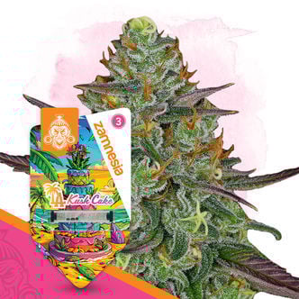 LA Kush Cake Automatic (Zamnesia Seeds) feminizada