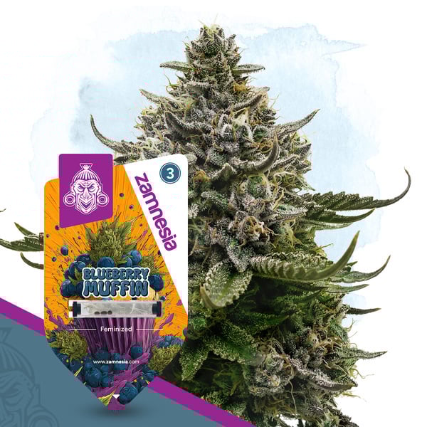 Blueberry Crumble (Zamnesia Seeds) feminizada