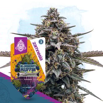 Blueberry Crumble Auto (Zamnesia Seeds) feminizada