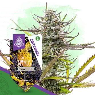 Mimosa (Zamnesia Seeds) feminizada