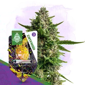 Mimosa Auto (Zamnesia Seeds) feminizada