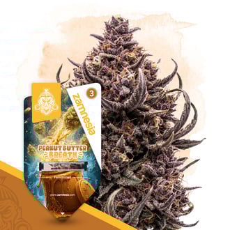 Peanut Butter Breath (Zamnesia Seeds) feminizada