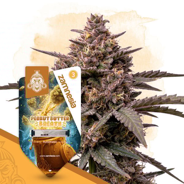 Peanut Butter Breath Auto (Zamnesia Seeds) feminizada