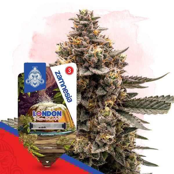 London Pound Cake Auto (Zamnesia Seeds) Feminizada