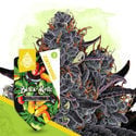 Black Runtz (Zamnesia Seeds) feminizada