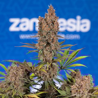Black Runtz (Zamnesia Seeds) feminizada