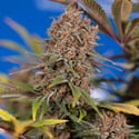 Black Runtz (Zamnesia Seeds) feminizada