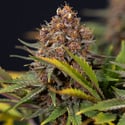 Black Runtz (Zamnesia Seeds) feminizada