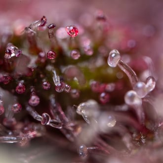 Black Runtz (Zamnesia Seeds) feminizada