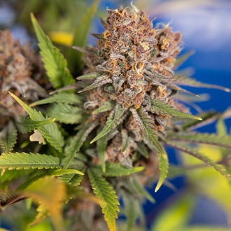 Black Runtz (Zamnesia Seeds) feminizada