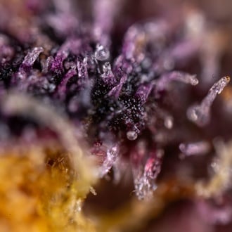 Black Runtz (Zamnesia Seeds) feminizada