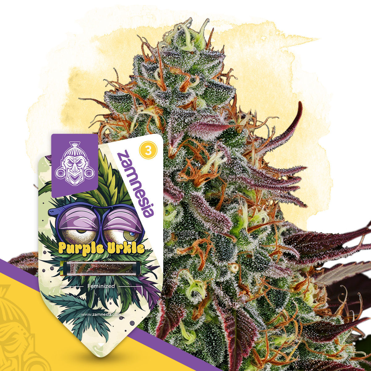 TRUE テルペン 510 CBD CBN CBG 10ml パープルウルクル Purple Urkle | Zamnesia Seeds