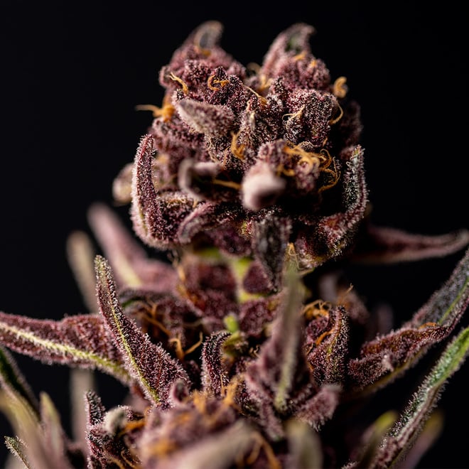 Purple Urkle | Zamnesia Seeds