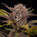 Slurricane (Zamnesia Seeds) feminizada
