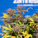 Slurricane (Zamnesia Seeds) feminizada