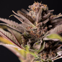 Slurricane (Zamnesia Seeds) feminizada