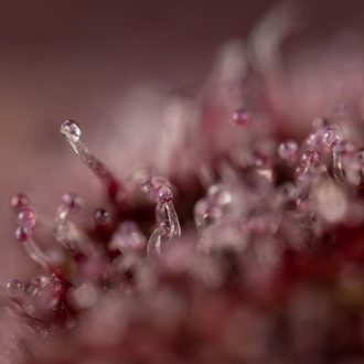 Slurricane (Zamnesia Seeds) feminizada