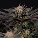 Black Diamond (Zamnesia Seeds) feminizada