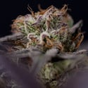 Black Diamond (Zamnesia Seeds) feminizada
