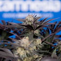 Black Diamond (Zamnesia Seeds) feminizada