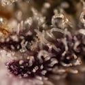 Black Diamond (Zamnesia Seeds) feminizada
