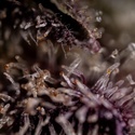 Black Diamond (Zamnesia Seeds) feminizada