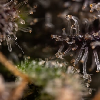 Black Diamond (Zamnesia Seeds) feminizada