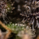Black Diamond (Zamnesia Seeds) feminizada