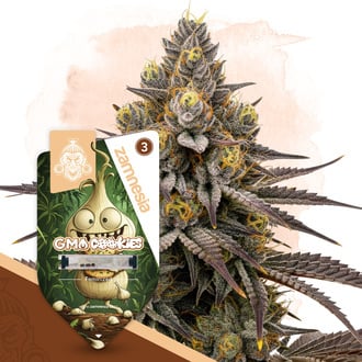 GMO Cookies (Zamnesia Seeds) feminizada