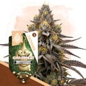 GMO Cookies (Zamnesia Seeds) feminizada