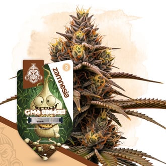GMO Cookies Auto (Zamnesia Seeds) feminizada