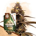 GMO Cookies Auto (Zamnesia Seeds) feminizada