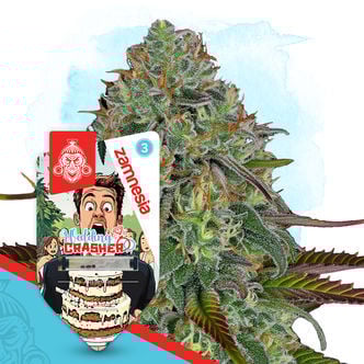 Wedding Crasher Automatic (Zamnesia Seeds) feminizada