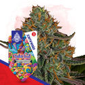 Dutch Treat (Zamnesia Seeds) feminizada