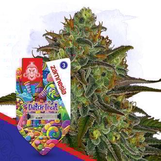 Dutch Treat Automatic (Zamnesia Seeds) feminizada