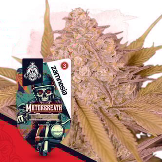 Motorbreath (Zamnesia Seeds) feminizada