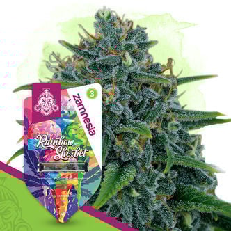 Rainbow Sherbet Automatic (Zamnesia Seeds) feminizada