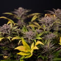 Rainbow Sherbet Automatic (Zamnesia Seeds) feminizada