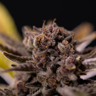 Rainbow Sherbet Auto (Zamnesia Seeds) feminizada