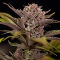 Rainbow Sherbet Automatic (Zamnesia Seeds) feminizada