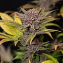 Rainbow Sherbet Automatic (Zamnesia Seeds) feminizada