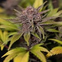 Rainbow Sherbet Automatic (Zamnesia Seeds) feminizada