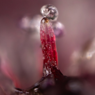 Rainbow Sherbet Auto (Zamnesia Seeds) feminizada