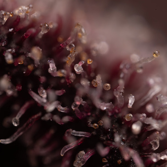 Rainbow Sherbet Auto (Zamnesia Seeds) feminizada