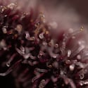 Rainbow Sherbet Automatic (Zamnesia Seeds) feminizada
