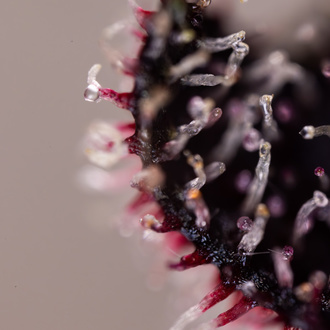 Rainbow Sherbet Auto (Zamnesia Seeds) feminizada