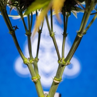 Rainbow Sherbet Auto (Zamnesia Seeds) feminizada