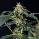 Gush Mintz Auto (Zamnesia Seeds) feminizada