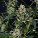 Gush Mintz Auto (Zamnesia Seeds) feminizada