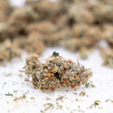 Gush Mintz Auto (Zamnesia Seeds) feminizada
